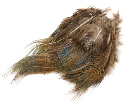 Strung Ringneck Pheasant Rump