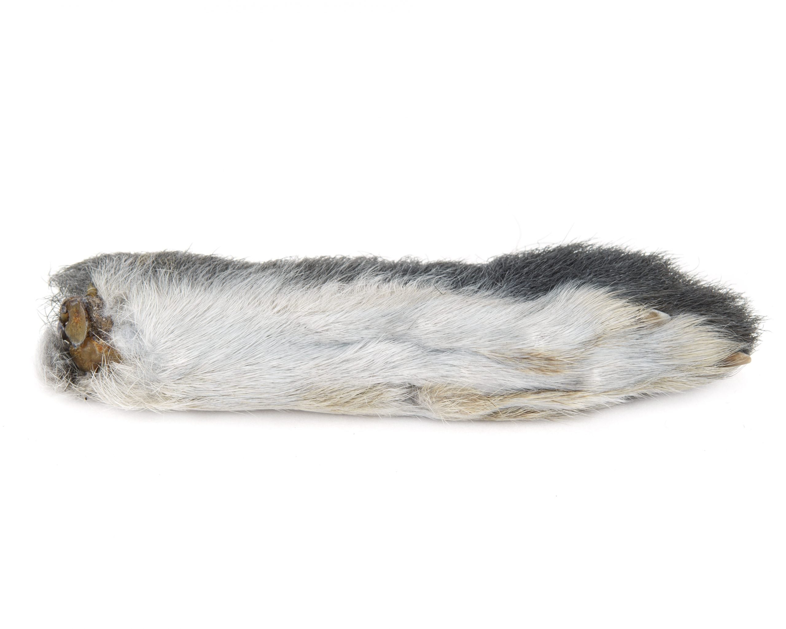 Roosevelt Rabbit Foot Snowshoe Rabbit Foot – Northern Hatch