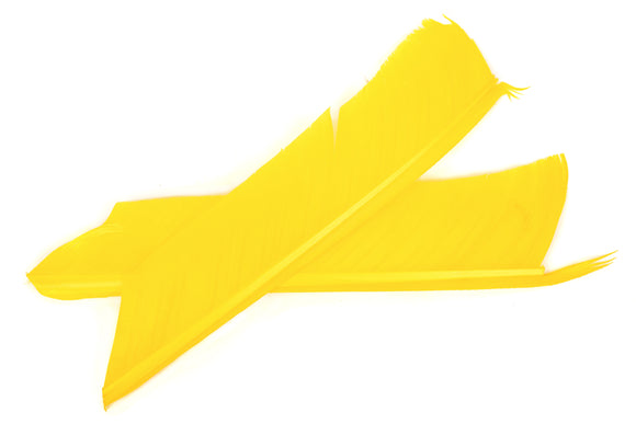 Turkey Biot Quills