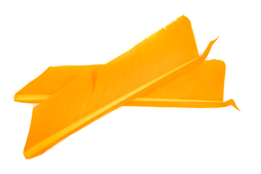 Turkey Biot Quills