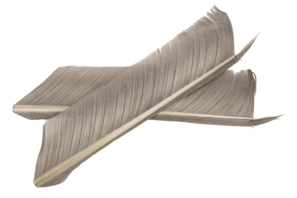 Turkey Biot Quills