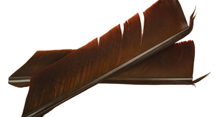 Turkey Biot Quills