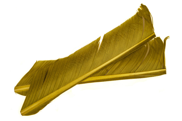Turkey Biot Quills