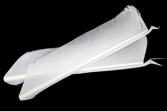 Turkey Biot Quills