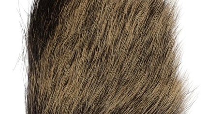 Chamois