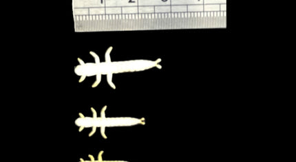 ABCs Hydropsyche Bodies Kit