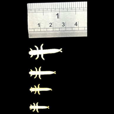 ABCs Hydropsyche Bodies Kit