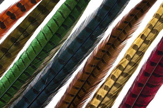 Pheasant Rooster Middle Tail