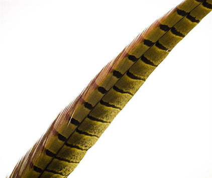 Pheasant Rooster Middle Tail