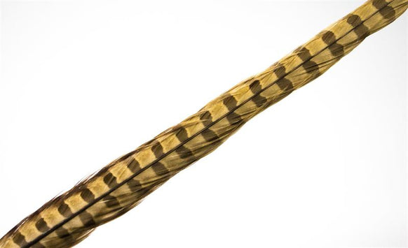 Pheasant Rooster Middle Tail