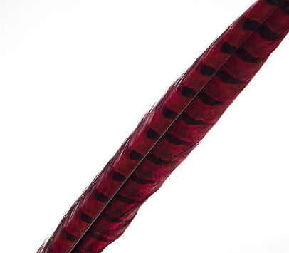 Pheasant Rooster Middle Tail