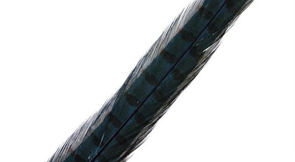 Pheasant Rooster Middle Tail
