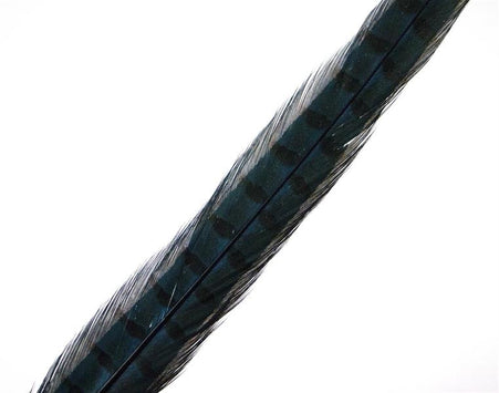 Pheasant Rooster Middle Tail