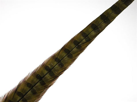 Pheasant Rooster Middle Tail
