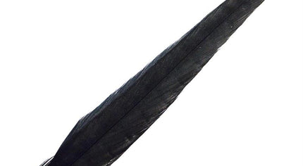 Pheasant Rooster Middle Tail