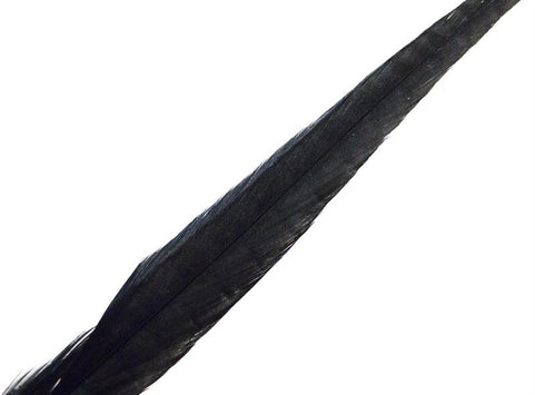 Pheasant Rooster Middle Tail