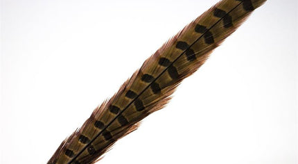 Pheasant Rooster Middle Tail