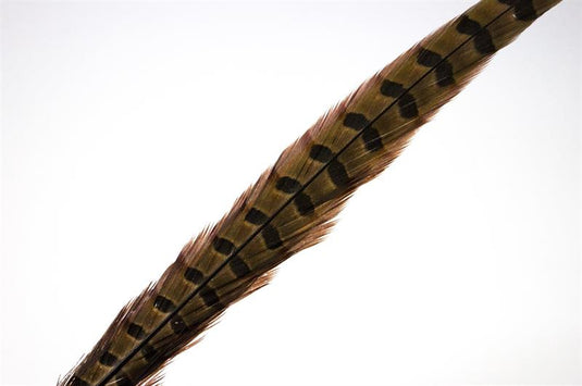 Pheasant Rooster Middle Tail