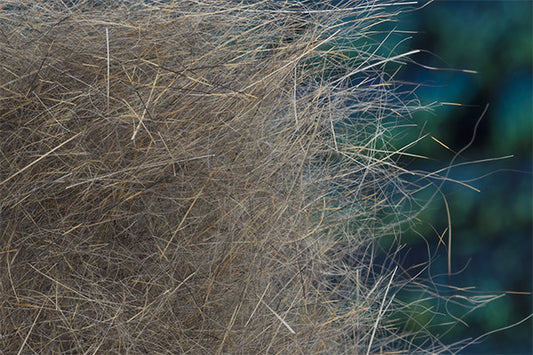 Squirrel Hybrid Dubbing