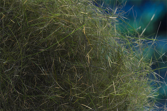 Squirrel Hybrid Dubbing