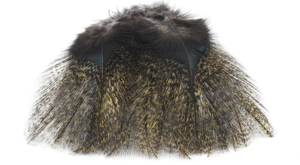 Coq de Leon Pardo Rihnon