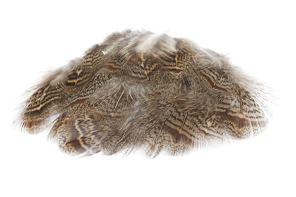 English Partridge