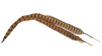 Pheasant Cock Ringneck Centre Tails