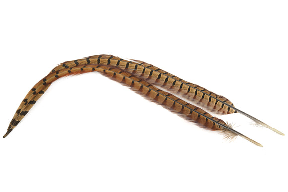 Pheasant Cock Ringneck Centre Tails