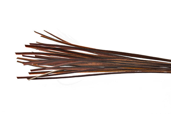 Stripped Peacock Quill