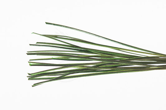 Stripped Peacock Quill