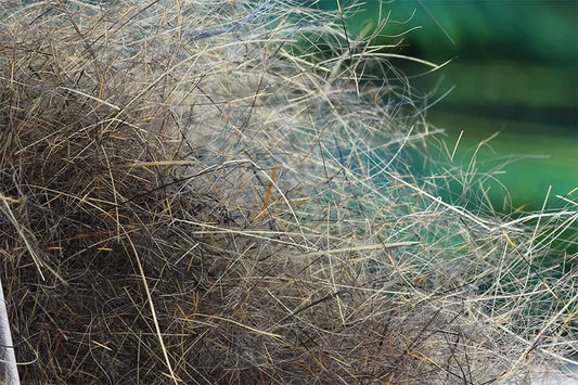 Squirrel Hybrid Dubbing