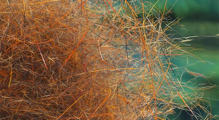 Squirrel Hybrid Dubbing