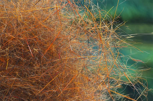 Squirrel Hybrid Dubbing