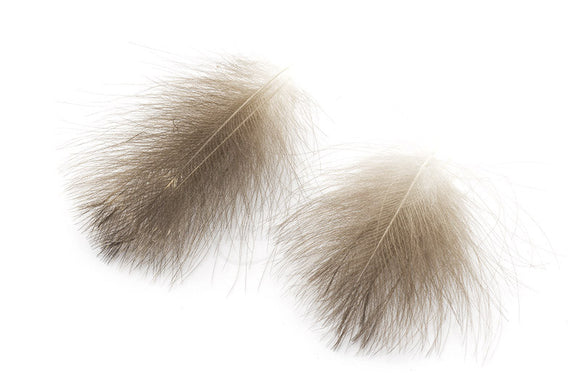 Selected CDC Wild European Mallard