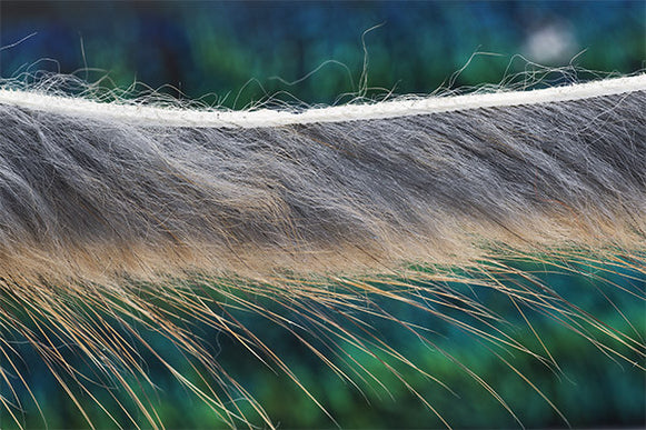 Muskrat Zonker Strips 3mm