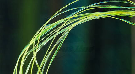 UV Micro Ribbing Quill