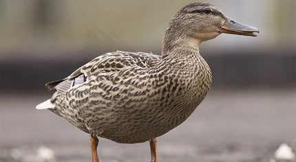 Selected CDC Wild European Mallard