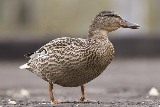 Selected CDC Wild European Mallard